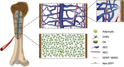 The Role of the Bone Marrow Stromal Compartment in the Hematopoietic Response to Microbial Infections